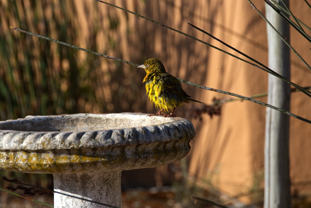 AI Tools - green and yellow bird on gray concrete post during daytime